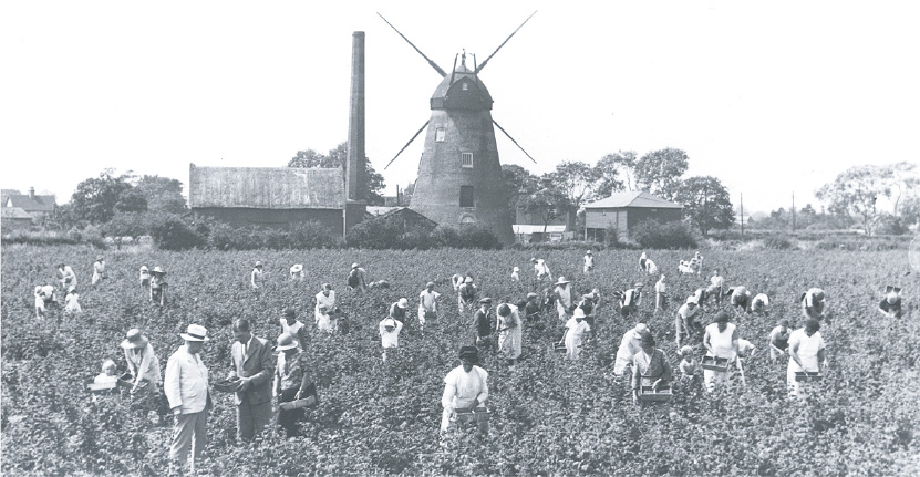 Windmill fruit picking