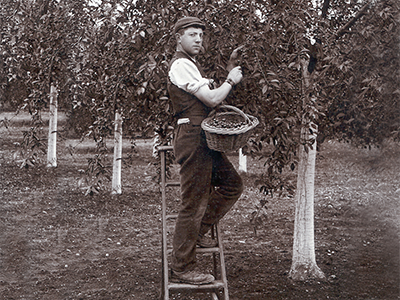 Fruit Picker