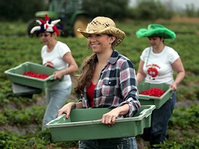 Background : 2011 Strawberry Race
Location : Goldhanger Farms
Date : June 2011
Job No. :
Publication :
Captions (L-Rght)



Picture by Doug Blanks
Direct Line 07778 377737